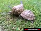 Teknős segít teknősnek