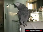 Szájdobolo papagály