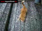 A macsek fél a hoeséstöl