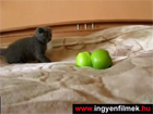 A cica és az almák