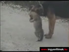 Kutya-cica barátság