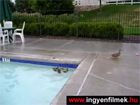 Kacsák a medencében