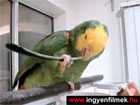 Vakaródzó papagáj