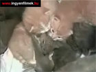 Macska örökbe fogadja a kis mokusokat